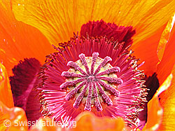 Foto: Schlaf-Mohn