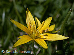 Photo: Röhriger Gelbstern, Blüte