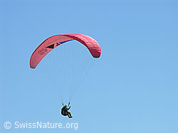 G013912: Gleitschirmflieger im Flug bei blauem Himmel