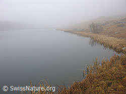 G014904: Herbsstimmung mit dichtem Nebel an Bergsee