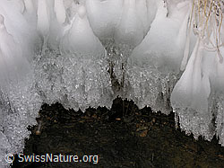 G015371: Natürliches Kunstwerk aus Eis (Eisbirnen)