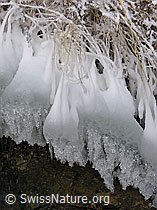 G015373: Glitzernde, gefrorene Grashalme