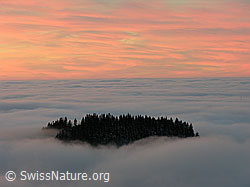G015655: Wald ragt aus Nebelmeer, rötliche Wolkenschicht am Abendhimmel
