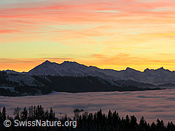 G015658: Niesenkette mit Abendstimmung, davor Wälder und Nebelmeer