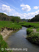 G017889: Bach mit Spuren der Erosion