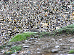 Photo: Schneehase (Lepus timidus)