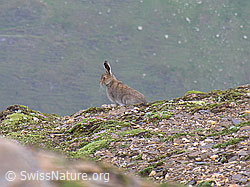 Photo: Schneehase (Lepus timidus), sitzend