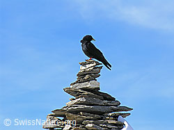 Foto: Alpendohle (Pyrrhocorax graculus) auf Steinmann