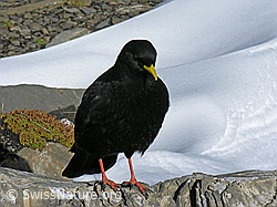 Foto: Alpendohle (Pyrrhocorax graculus)