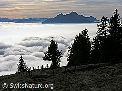 G024314: Pilatus mit Nebelmeer