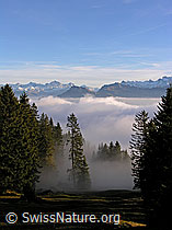 G024319: Nebelgrenze in lichtem Wald