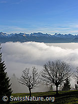 G024320: Laubbäume an der Nebelgrenze