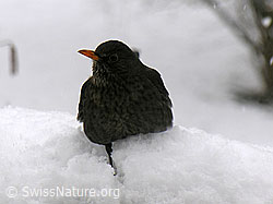 Amsel (G026339)
