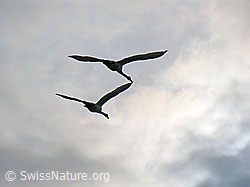 Photo: Schwäne (Cygnus olor) im Flug