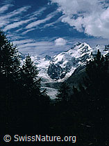 Foto: Piz Bernina mit Biancograt