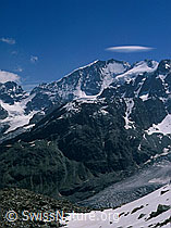 dia96149: Biancograt, Piz Bernina und Piz Scerscen