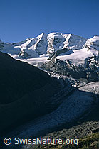 Foto: Piz Palü und Morteratschgletscher