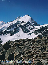 dia96170: Piz Bernina und Piz Morteratsch