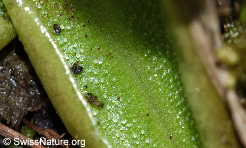 Detailansicht Blatt: Drüsenhaare und halb verdaute Insekten.