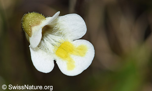 Blüte des Alpen-Fettblatts (Pinguicula alpina)