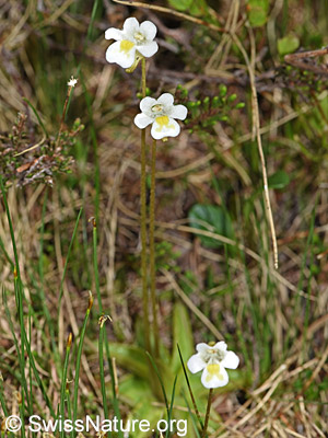 Habitus des Alpen-Fettblatts (Pinguicula alpina)