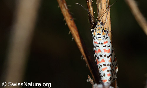 Harlekinbär (Utetheisa pulchella) von oben