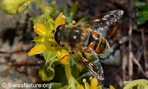 Mistbiene (Eristalis tenax). Ansicht von oben.