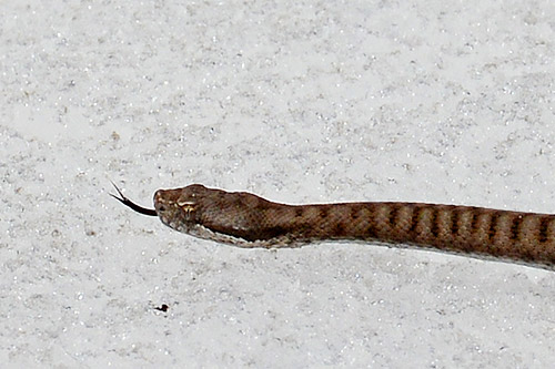 Aspisviper auf Schneefeld, nahansicht