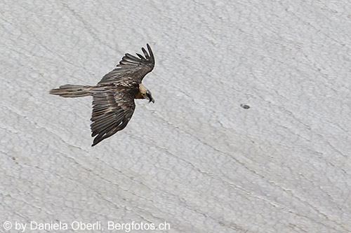 Bartgeier im Vorbeiflug. Bartgeier kreist vor Felstürmen