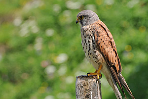Turmfalke